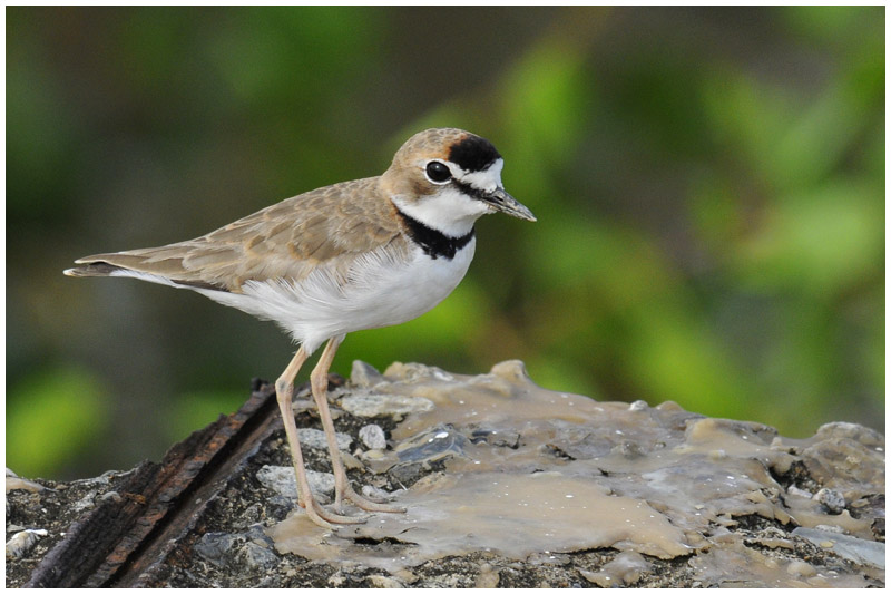 Pluvier dAzara - Charadrius collaris - Collared Plover