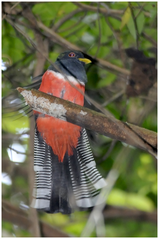 Trogon rosalba - Trogon collaris - Collared Trogon