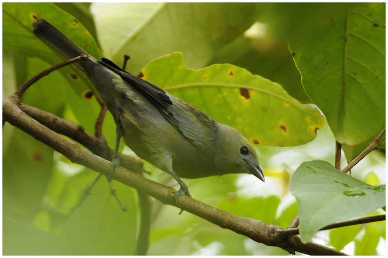 Tangara des palmiers - Thraupis palmarum - Palm Tanager