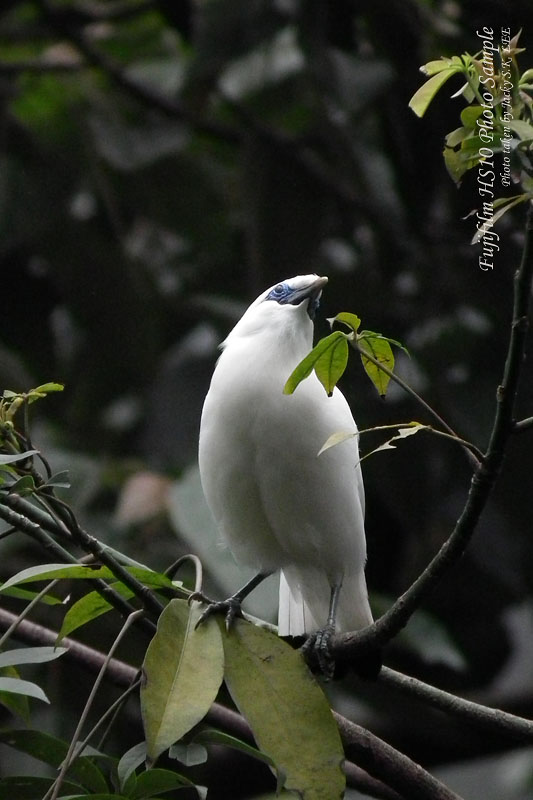 720mm at ISO1600 (contrast is still good)