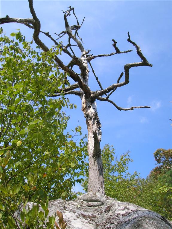 Twisted Tree