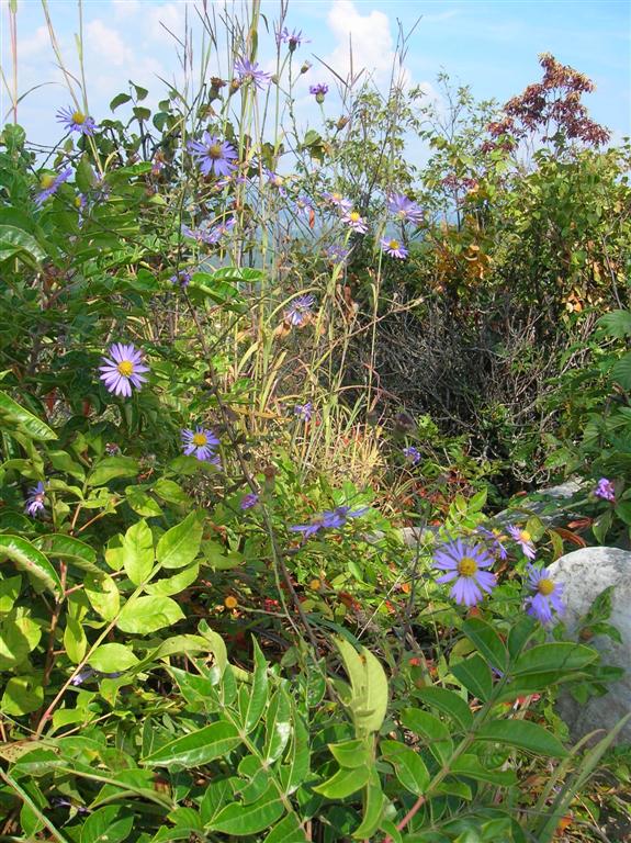 Asters and Sumac
