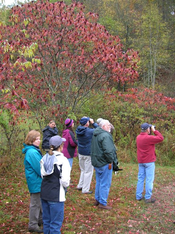 Looking for Sparrows