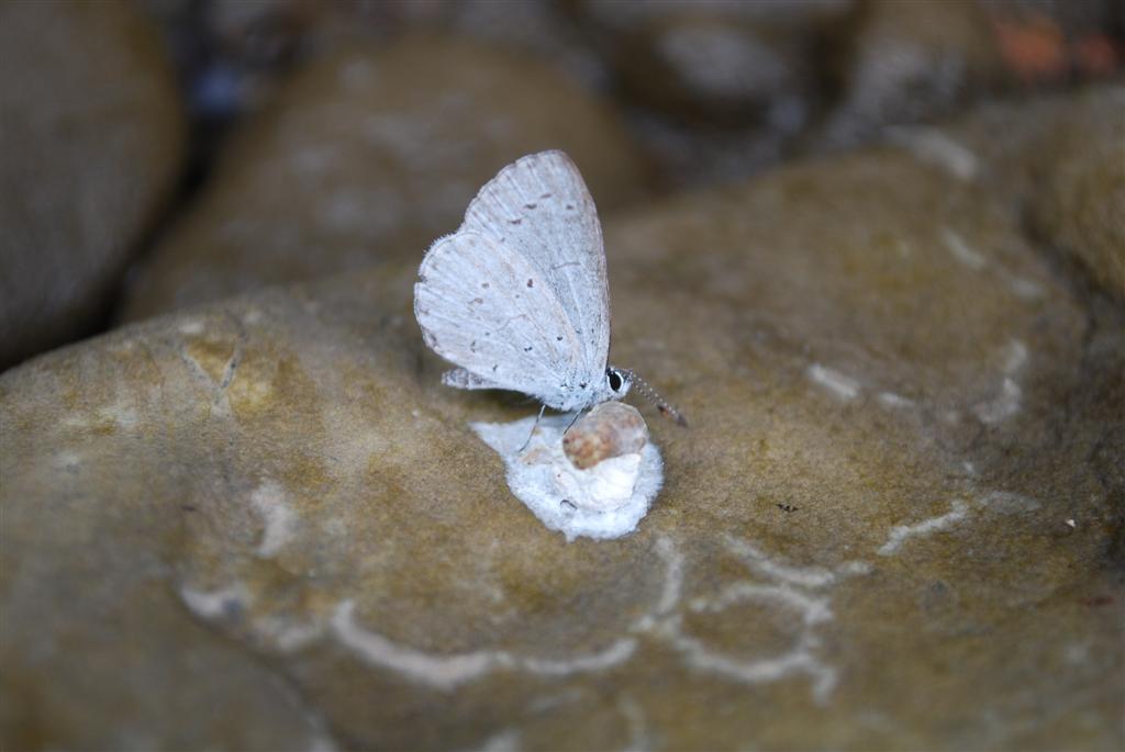 Sooty Azure ?