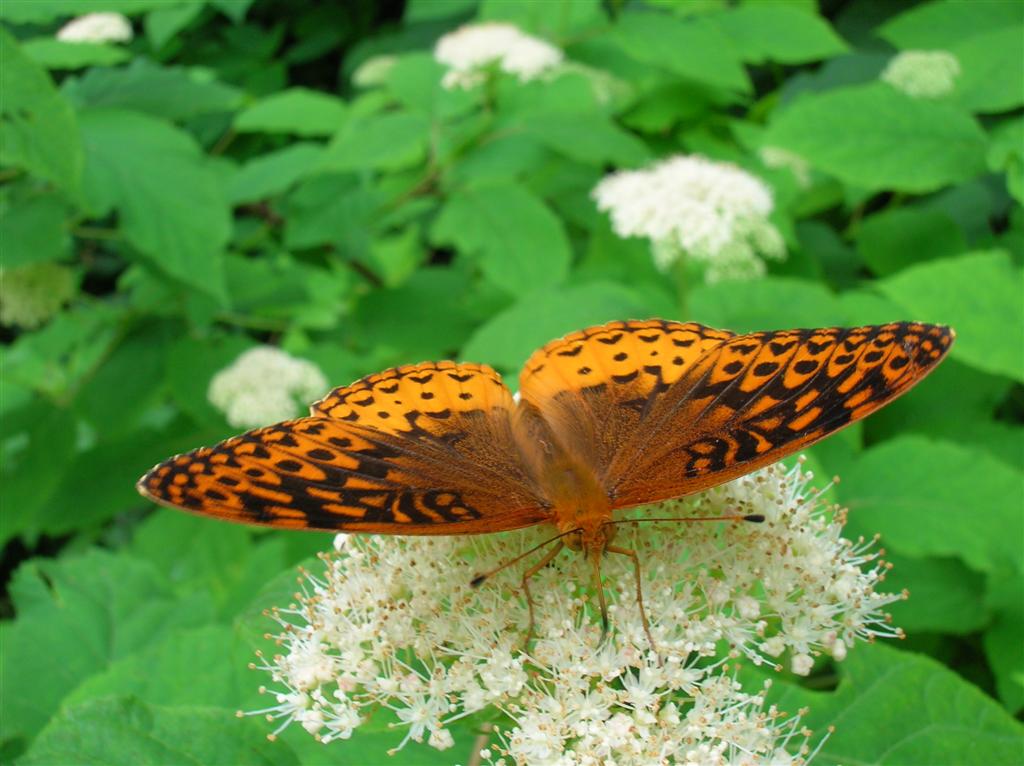Great Spangled Fritillary