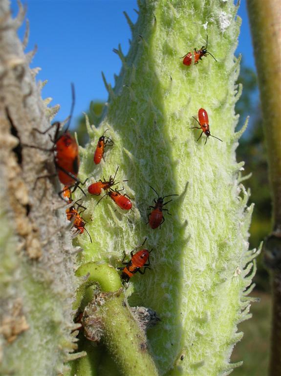 Milkweed Beetles