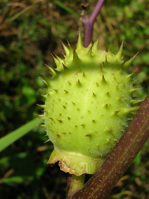 Seedpod