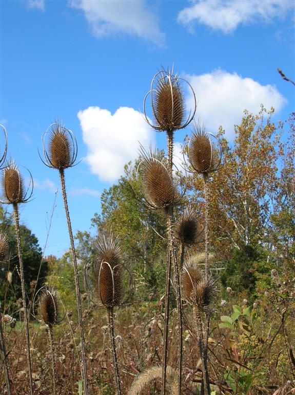 Teasel Forest