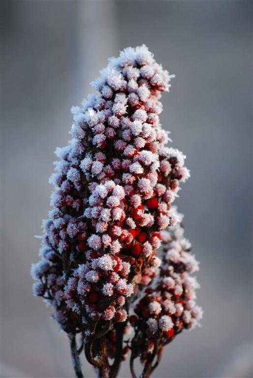 Staghorn Sumac