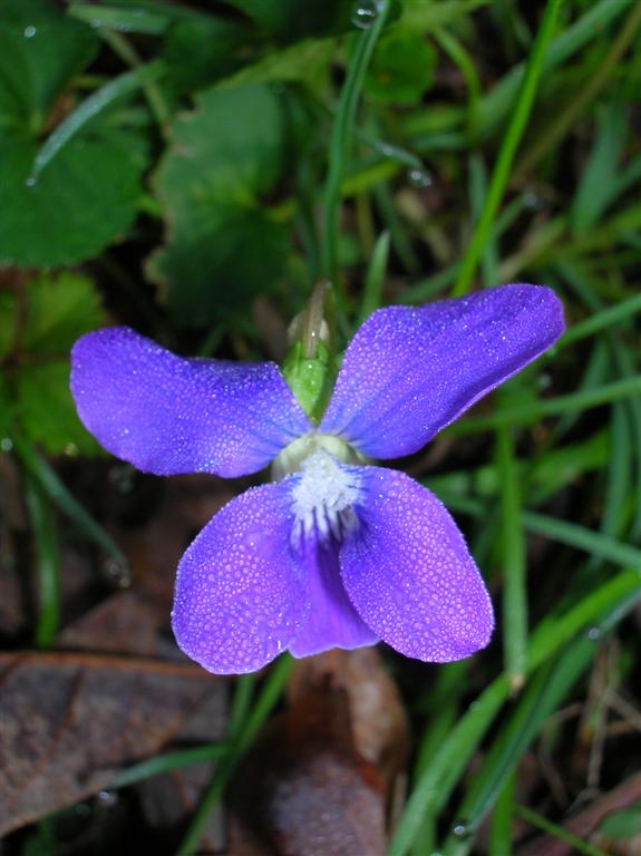 Wild Violet