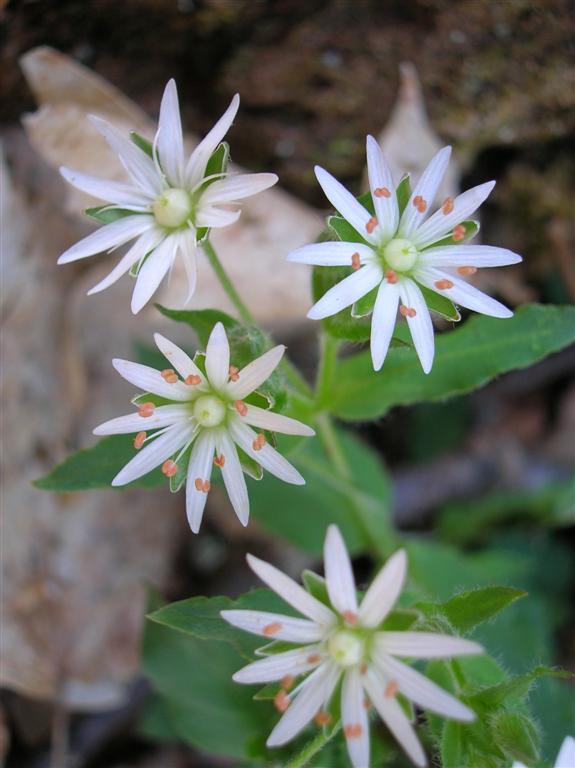 Star Chickweed