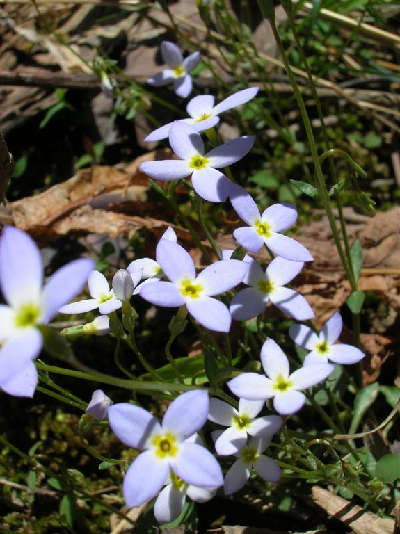 Bluets