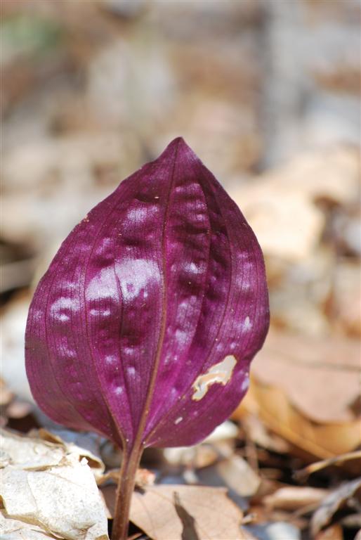 One Purple Leaf