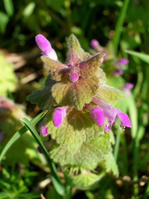 Lamium purpureum ?