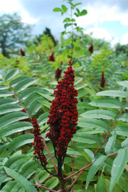 Staghorn Sumac