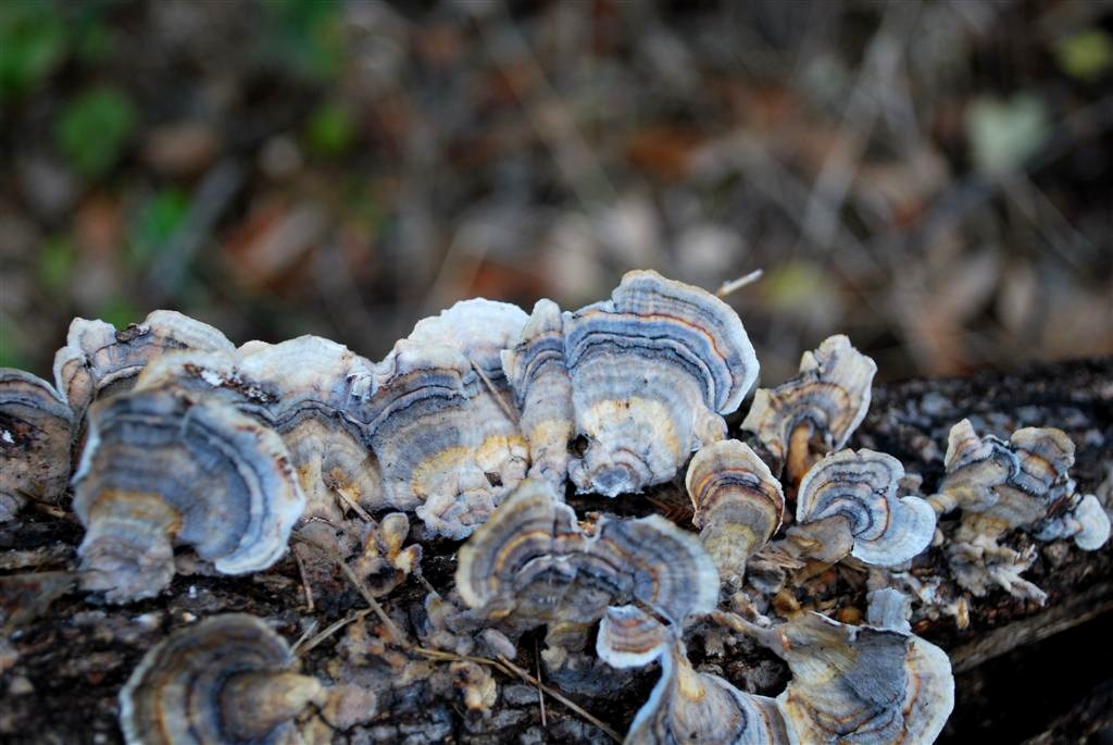 Turkey Tails