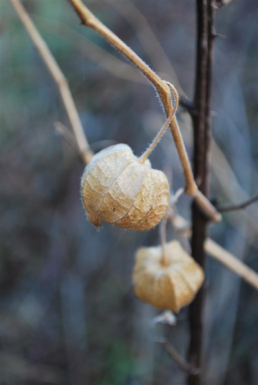 Chinese Lanterns