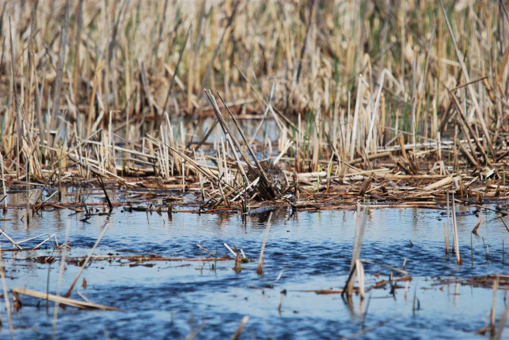 Muskrat