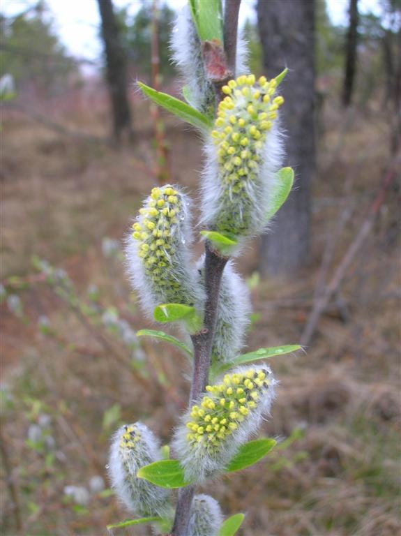 Willow Blooms