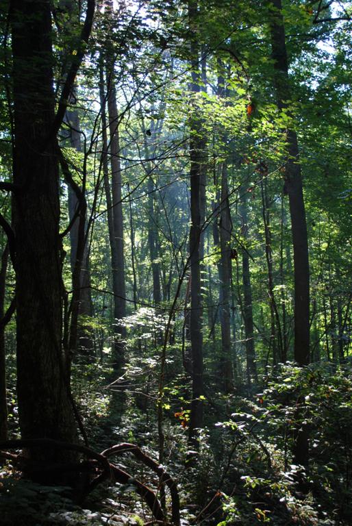 Rockcastle Forest