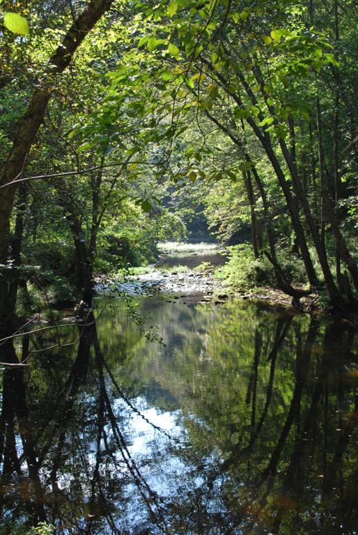 Peaceful Stream