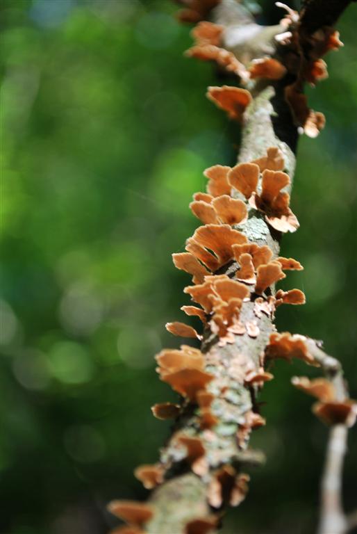 Dead limb serves as nursery