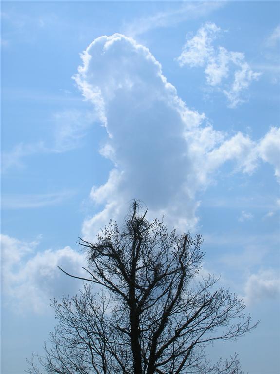 Tree and Cloud