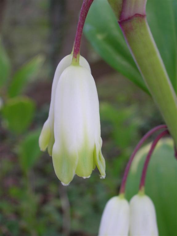 Solomon's Seal