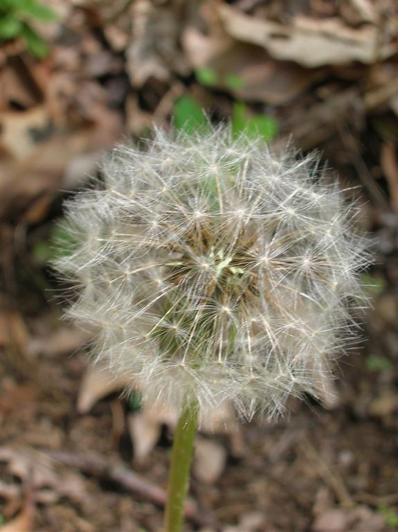 Dandelion