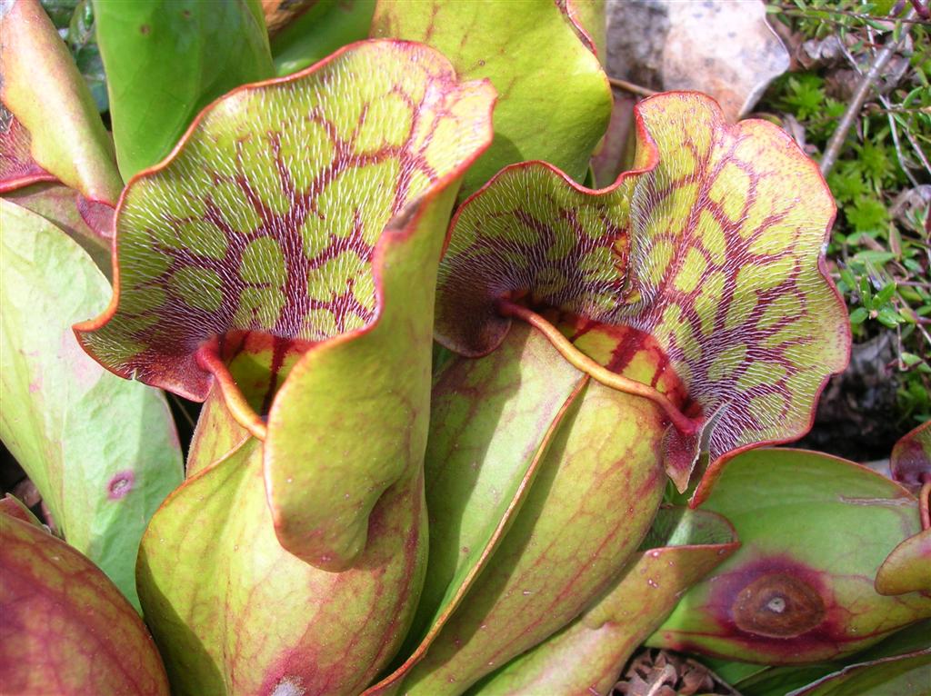 Pitcher Plant