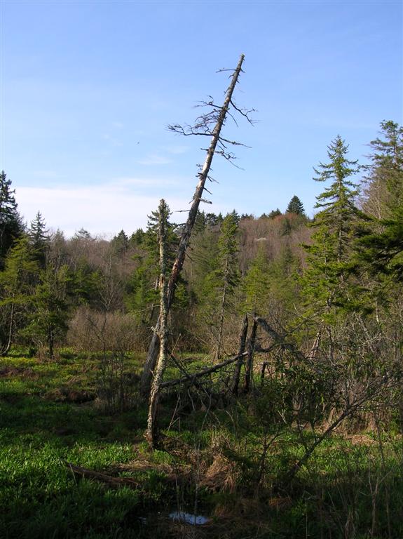 Cranberry Glades