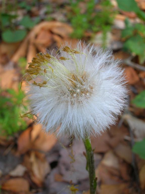 Coltsfoot