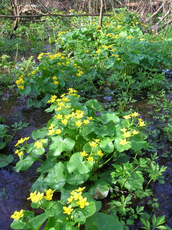 Marsh Marigold