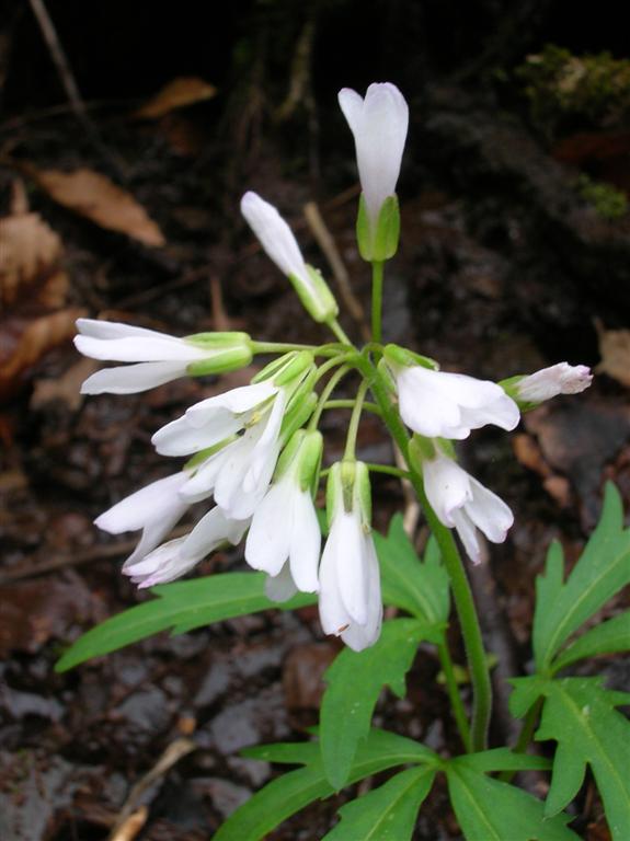 Cut-leaved Toothwort