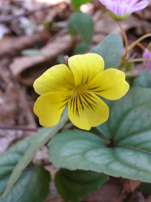 Downy Yellow Violet