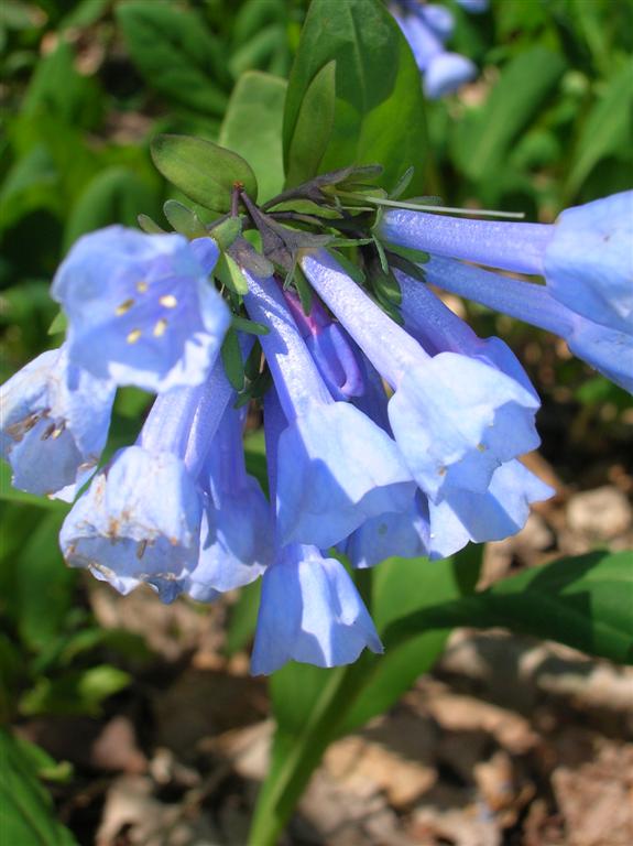 Virginia Bluebells