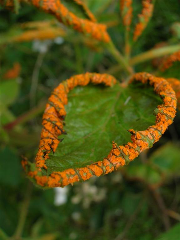 Blackberry Rust