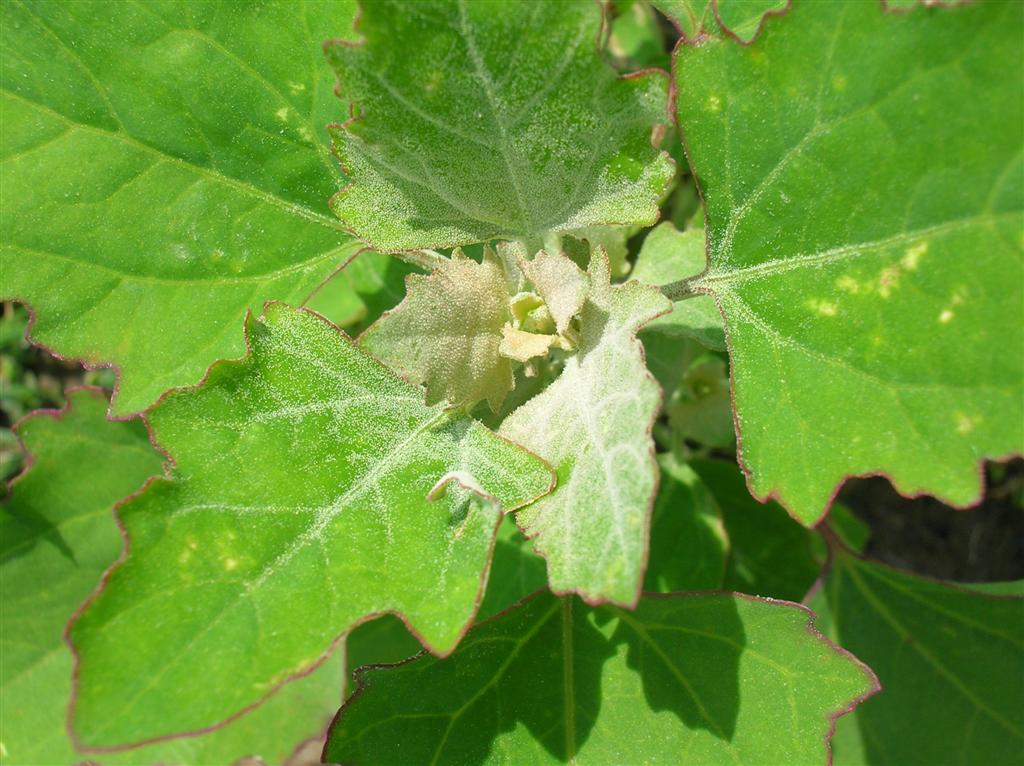 Lambs Quarter