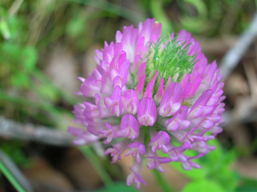Red Clover