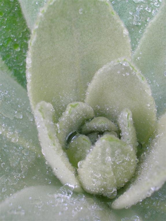 Dew Mullein