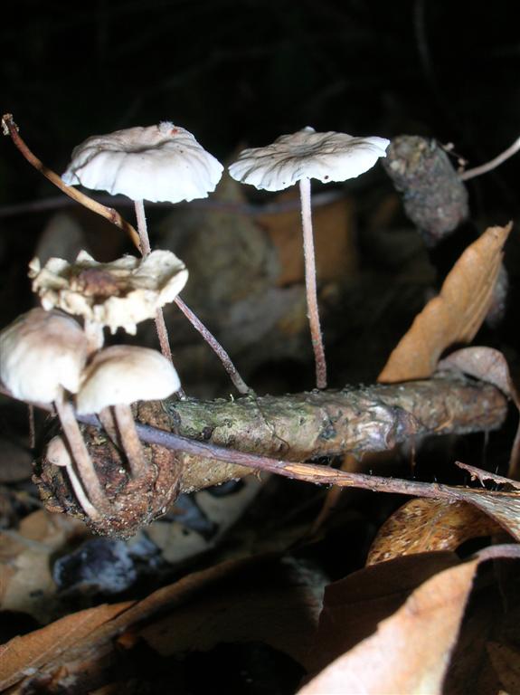 Pinwheel Fungi