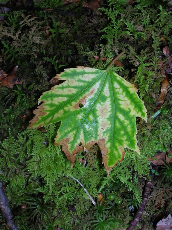 Varigated Maple Leaf