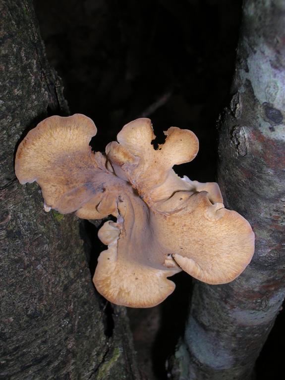 Fractal Fungi