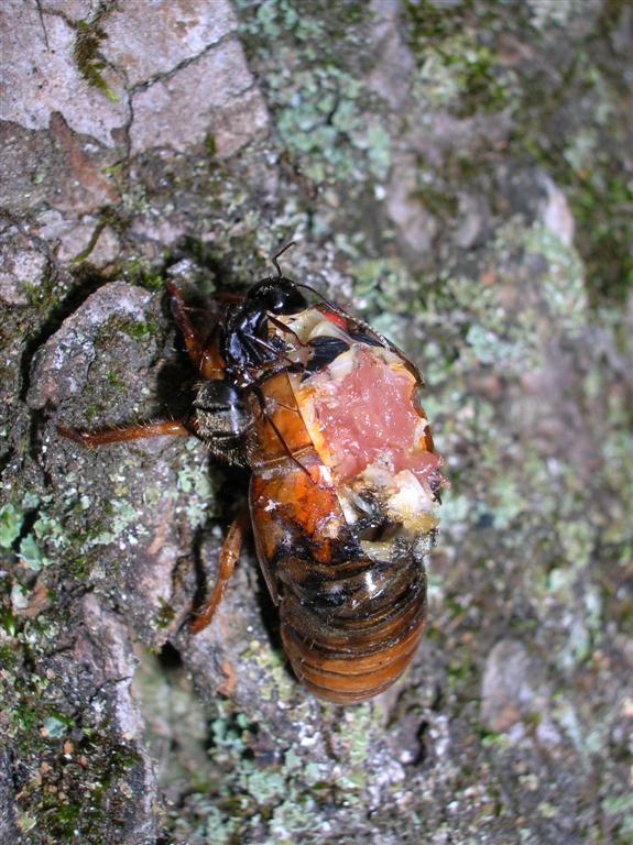 Ants Feast on Cicada flesh