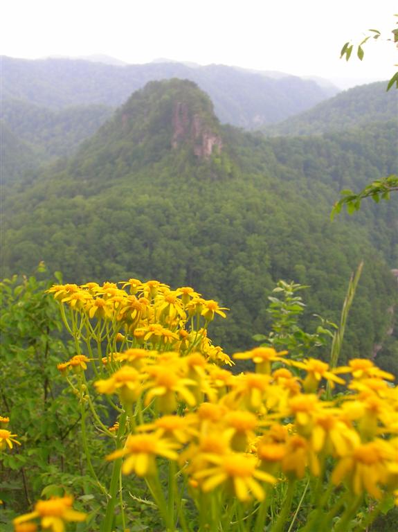 Tower Flowers