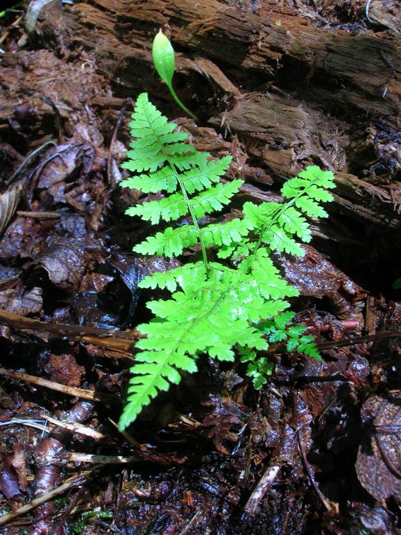 Young Fern