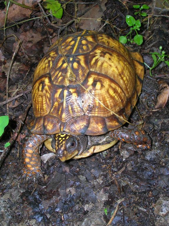 Box Turtle