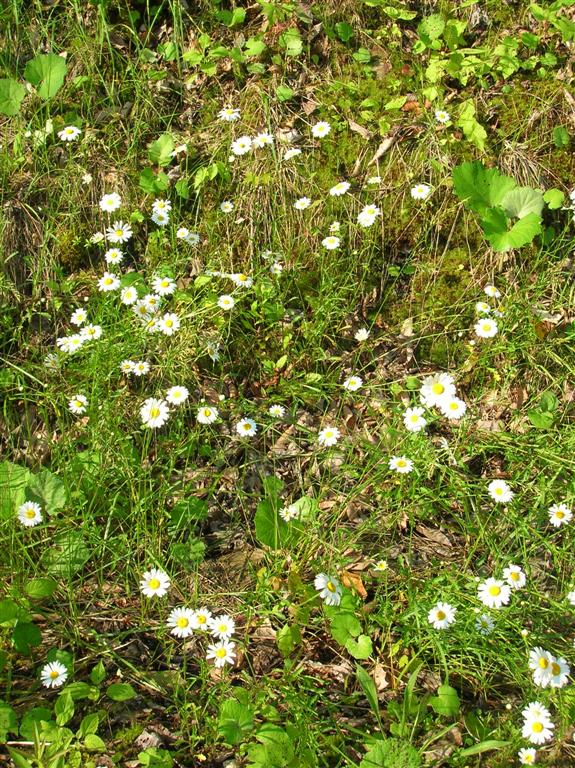 Sun and Daisies