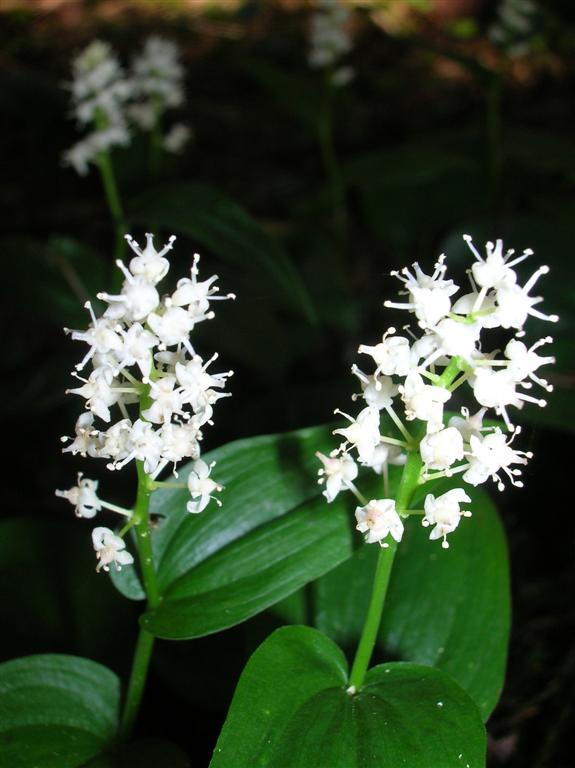 Wild Lily of the Valley