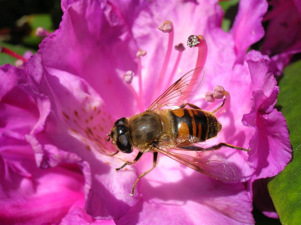 Bee Fly Closeup